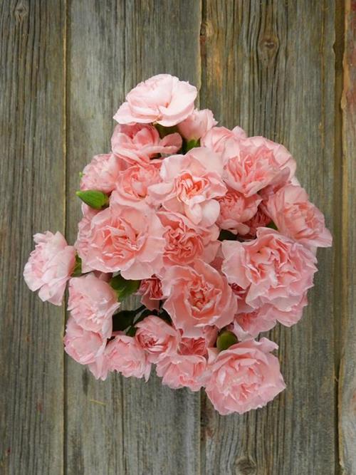 RITOMO PINK MINI CARNATIONS